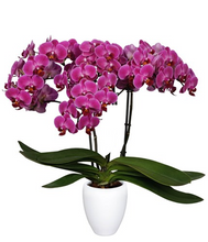 Cargar imagen en el visor de la galería, ORQUIDEA MEDIANA MORA (MC)