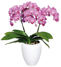 Cargar imagen en el visor de la galería, Orquidea Mediana Rosa con matera Plastica decorativa (MP)