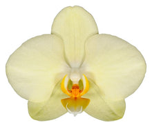 Cargar imagen en el visor de la galería, ORQUÍDEA TRES TALLOS AMARILLA- PASSION (MC)