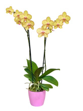 Cargar imagen en el visor de la galería, Orquidea Alta dos tallos Amarilla Lineas Rosa con matera ceramica decorativa (MC)