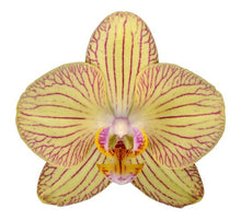 Cargar imagen en el visor de la galería, Orquidea Alta dos tallos Amarilla Lineas Rosa con matera ceramica decorativa (MC)