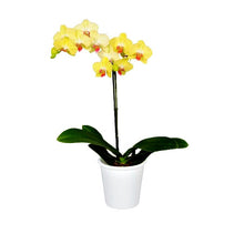 Cargar imagen en el visor de la galería, ORQUÍDEA UN TALLO AMARILLO PUNTO ROJO - PASSIONATA (MC)