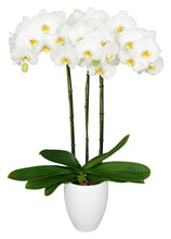 Cargar imagen en el visor de la galería, ORQUÍDEA TRES TALLOS BLANCA - ELEGANZA (MC)