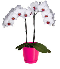 Cargar imagen en el visor de la galería, Orquidea alta dos tallos Blanca Punto Rojo con matera plastica decorativa (MP)
