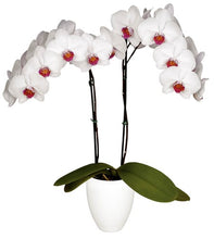 Cargar imagen en el visor de la galería, Orquidea Alta dos tallos Blanco punto Rojo con matera ceramica decorativa (MC)