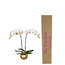 Cargar imagen en el visor de la galería, Orquidea Alta dos tallos Blanca Deluxe con matera ceramica decorativa (MC)
