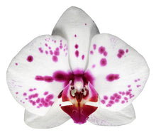 Cargar imagen en el visor de la galería, Orquidea Alta dos tallos Blanco Pink con matera ceramica decorativa (MC)