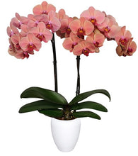 Cargar imagen en el visor de la galería, Orquidea alta dos tallos Coral con matera plastica decorativa (MP)