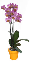 Cargar imagen en el visor de la galería, Orquidea alta dos tallos Lila con matera plastica decorativa(MP) (MP)
