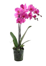 Cargar imagen en el visor de la galería, ORQUÍDEA UN TALLO MORADA - PERFECTION (SM)
