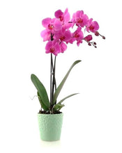 Cargar imagen en el visor de la galería, ORQUÍDEA UN TALLO MORADA - PERFECTION (MP)