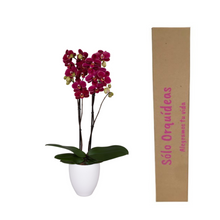 Cargar imagen en el visor de la galería, Orquidea alta dos tallos Vino con matera plastica decorativa(MP)