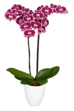 Cargar imagen en el visor de la galería, Orquidea Alta dos tallos Rosa Mora con matera ceramica decorativa (MC)