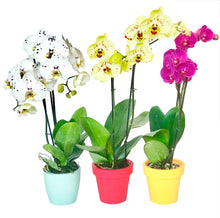 Cargar imagen en el visor de la galería, Orquidea alta dos tallos Blanco Print Mora con matera plastica decorativa (MP)