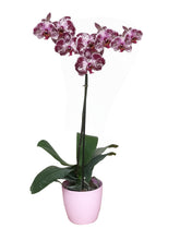Cargar imagen en el visor de la galería, ORQUÍDEA UN TALLO ROSA MORA - ADMIRACION (MP)
