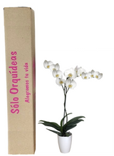 Cargar imagen en el visor de la galería, ORQUÍDEA UN TALLO BLANCA - PURE LOVE (SM)
