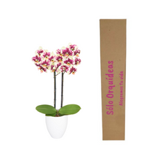 Cargar imagen en el visor de la galería, Orquidea Alta dos tallos Amarilla Print con matera ceramica decorativa (MC)