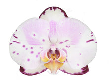 Cargar imagen en el visor de la galería, Orquidea Alta dos tallos Multirose con matera ceramica decorativa (MC)