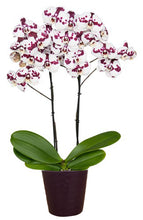 Cargar imagen en el visor de la galería, Orquidea Alta dos tallos Blanco Mora con matera ceramica decorativa (MC)