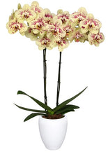 Cargar imagen en el visor de la galería, Orquidea Alta dos tallos Amarilla Print con matera ceramica decorativa (MC)