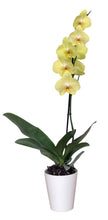 Cargar imagen en el visor de la galería, Orquidea un tallo amarillo en matera ceramica - Pura (MC)