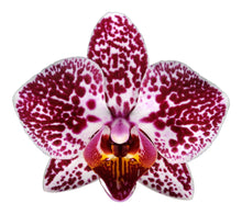 Cargar imagen en el visor de la galería, Orquidea Mediana Mora Tigre con matera Plastica decorativa (MP)