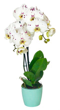 Cargar imagen en el visor de la galería, Orquidea alta dos tallos Blanco Print Mora con matera plastica decorativa (MP)