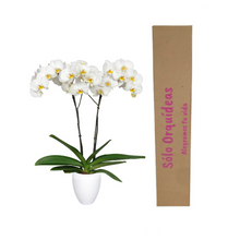 Cargar imagen en el visor de la galería, Orquidea alta dos tallos Blanca Eleganza con matera plastica decorativa(MP)