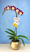 Cargar imagen en el visor de la galería, Orquidea un tallo Encanta con Matera ceramica decorativa (MC)
