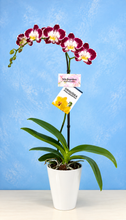 Cargar imagen en el visor de la galería, Orquidea 1 Tallo Encanta en Matera Plastica decorativa (MP)

