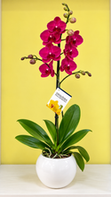 Cargar imagen en el visor de la galería, Orquidea un tallo Vino con Matera ceramica decorativa (MC)
