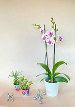 Cargar imagen en el visor de la galería, Orquidea alta dos tallos Blanco Pink con matera plastica decorativa(MP)
