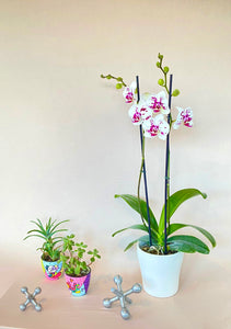 Orquidea alta dos tallos Blanco Pink con matera plastica decorativa(MP)