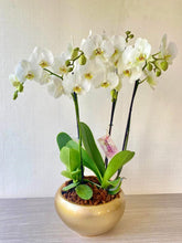 Cargar imagen en el visor de la galería, Arreglo 4 varas de Orquideas altas Blancas en matera ceramica(AMC)
