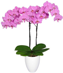 Orquidea alta dos tallos Rosa Roja con matera plastica decorativa(MP)