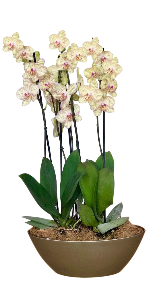 Arreglo 4 varas de Orquideas altas Amarillo en matera plastica blanca (AMP)