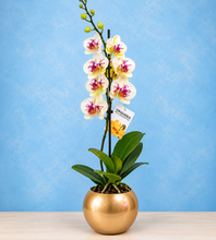 Cargar imagen en el visor de la galería, Orquidea un tallo Blanco Pink con Matera ceramica decorativa (MC)
