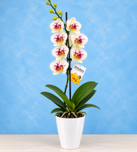 Cargar imagen en el visor de la galería, Orquidea 1 Tallo Blanco Pink en Matera Plastica decorativa (MP)
