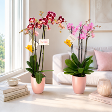 Cargar imagen en el visor de la galería, Orquidea 4 tallos Fucsia - Matera Plastica Deco (MP)
