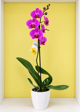 Cargar imagen en el visor de la galería, ORQUÍDEA UN TALLO ROSA (MP)
