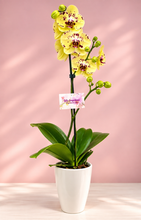 Cargar imagen en el visor de la galería, ORQUÍDEA UN TALLO AMARILLO PRINT BURGUNDY-FIRE (MP)
