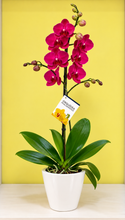 Cargar imagen en el visor de la galería, Orquidea 1 Tallo Vino en Matera Plastica decorativa (MP)
