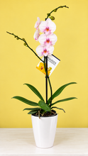 Cargar imagen en el visor de la galería, Orquidea 1 Tallo Angel en Matera Plastica decorativa (MP)
