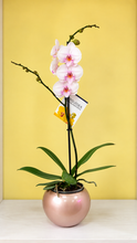 Cargar imagen en el visor de la galería, Orquidea un tallo Angel con Matera ceramica decorativa (MC)
