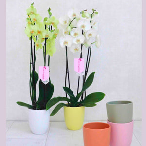 ORQUÍDEA TRES TALLOS BLANCA - ELEGANZA (MP)