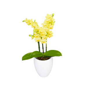 ORQUIDEA MEDIANA PURA AMAR + EN MATERA PLASTICA DECORATIVA(MP)