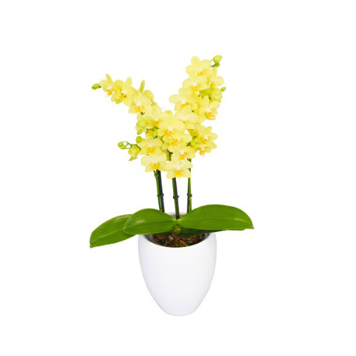 Orquidea Mediana Amarilla con matera Plastica decorativa (MP)