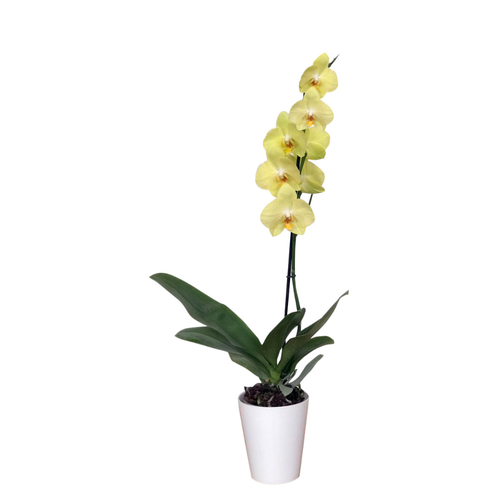 ORQUÍDEA UN TALLO AMARILLA- PURE (MP)