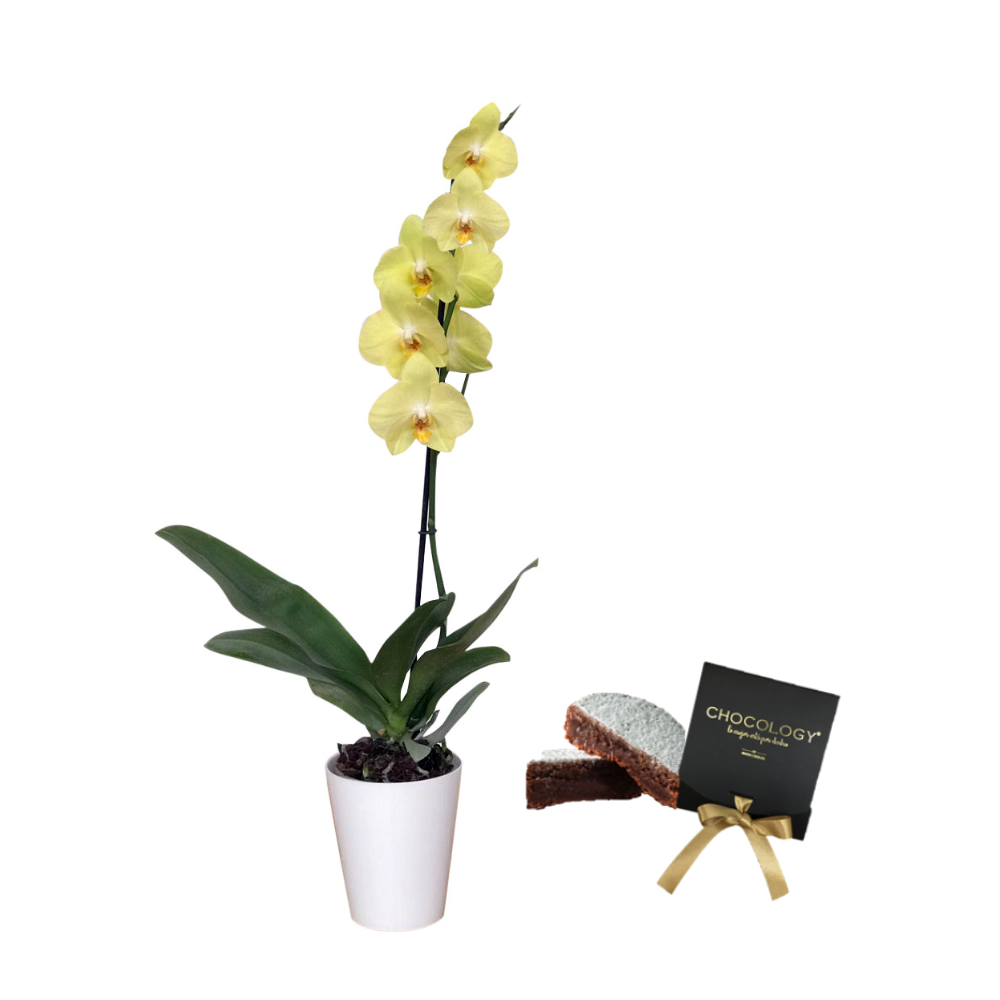 COMBO CUMPLEAÑOS FELIZ (INCLUYE TORTA DE CHOCOLOGY)