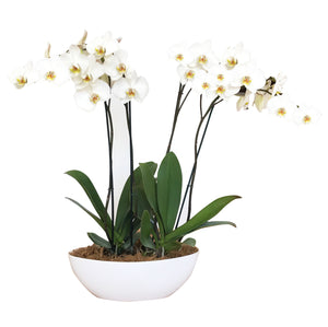 Arreglo 4 varas de Orquideas altas Blancas en matera plastica blanca (AMP)